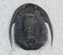 Cornuproetus Trilobite - Excellent Specimen #58728-3